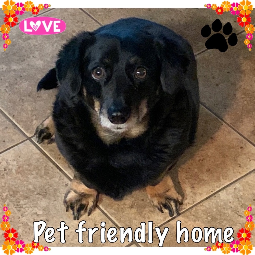 Pet Friendly, Smoke free home